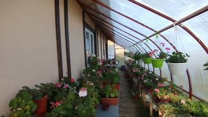 v23*Заморозки до -6... Выдержали(‼️) пеларгонии в летней теплице.