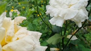 Прекрасного настроения всем!