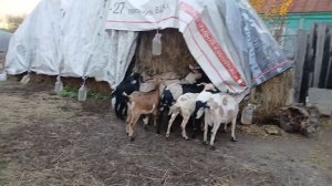 Все новости в одном монологе