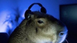 Стрим по майну (чат читаю)