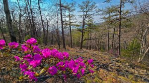 (2025) Долгая весна Сихотэ-Алиня