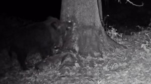 Фото ловушка