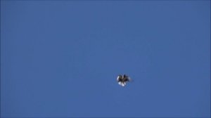 Голуби серпастые 4 ноября.