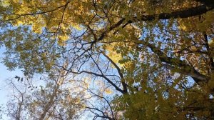 Осень золотая🍂4 ноября 2025✨