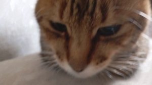 даша жеват в новом доме