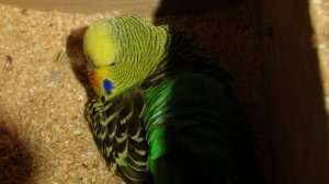 Размножение попугаев.