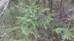 Грибы в ноябре.Мышата. Рядовка земляная.