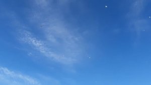 04.11.25 г. Андижанская порода голубей (4)