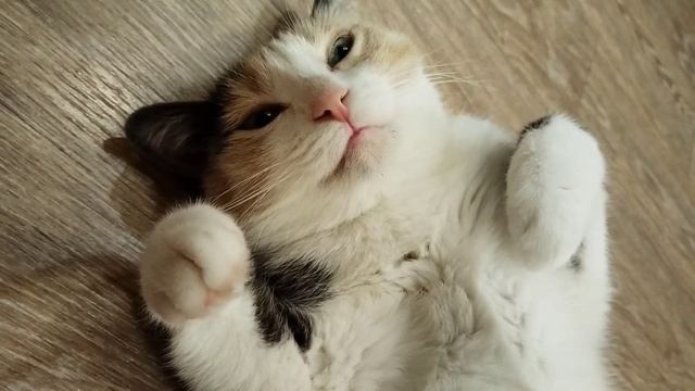 Буся сломалась.