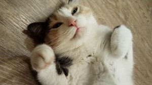 Буся сломалась.