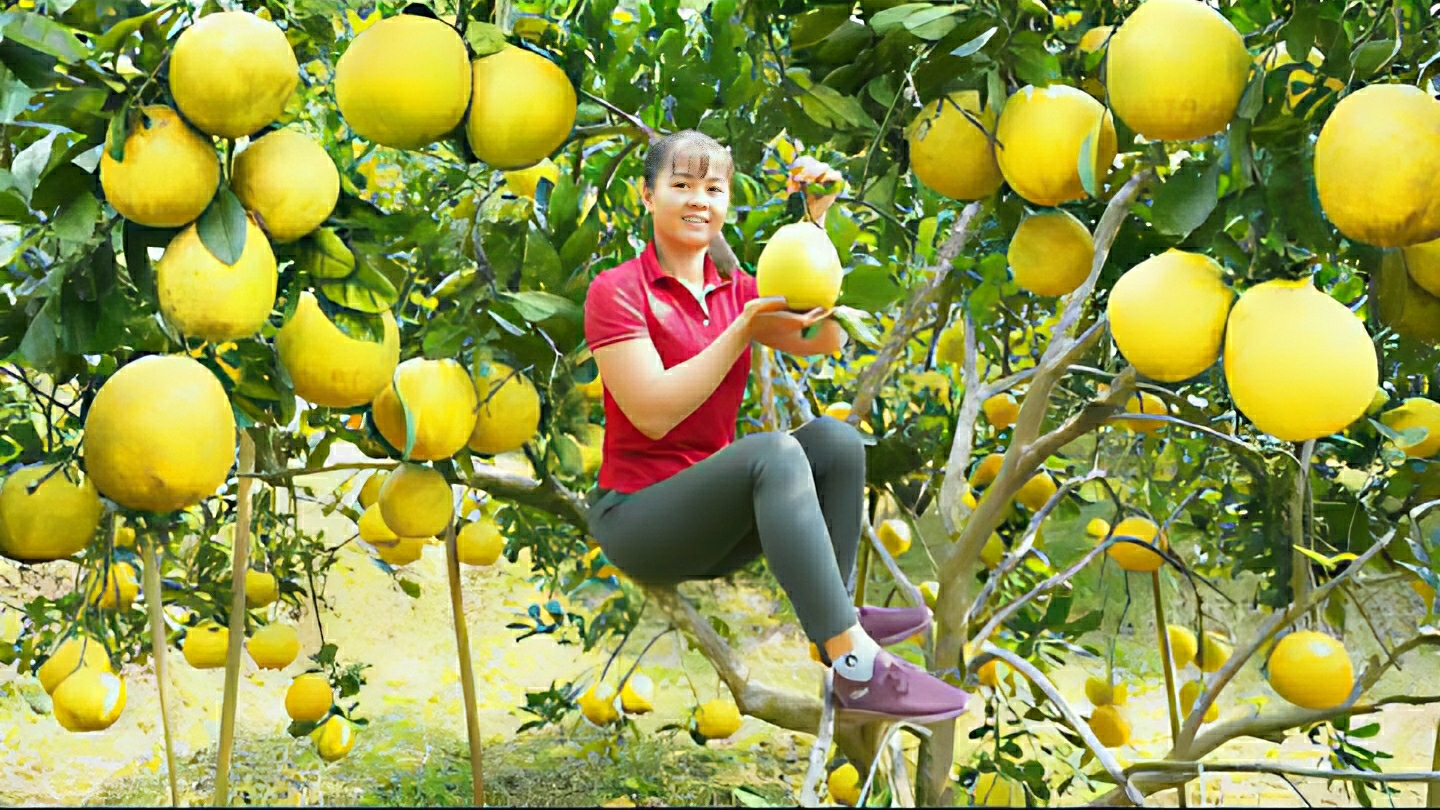 Собираю грейпфрут "Диен", что бы продать его на местном рынке. Жизнь во Вьетнаме