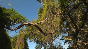 Окрестности Ливадийского дворца. Ливадия. Нижняя Ареанда. Пляжи Нижней Ареанды 4K