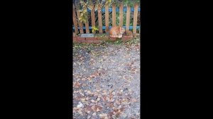 Собака. Кот. Том и Фокс.