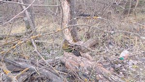 🔎🕵️Поиск грибов: Вешенки и не только— мини влог о грибных приключениях 🍄