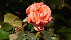 03=11=2025  ник  КМР (9)