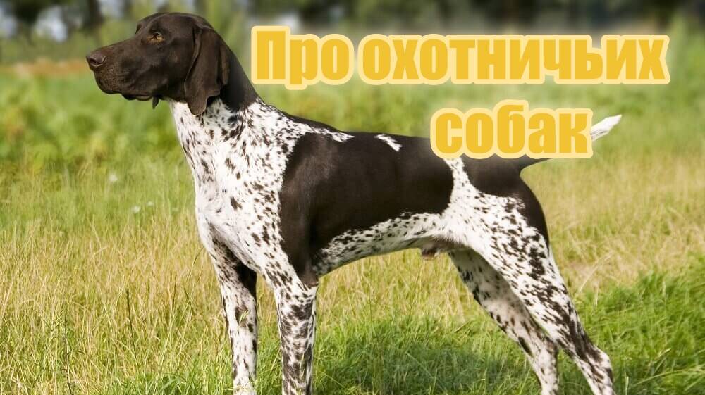 Про охотничьих собак