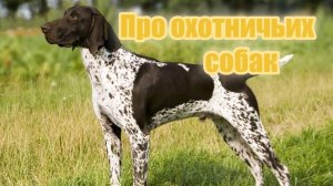 Про охотничьих собак