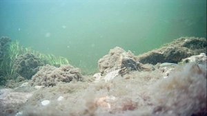 1000004154.mp4Волга гл.1м.04.11.2025г.