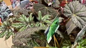 Бегонии,  эписции и др. Выставка г.Воронеж 25.10
2025г.