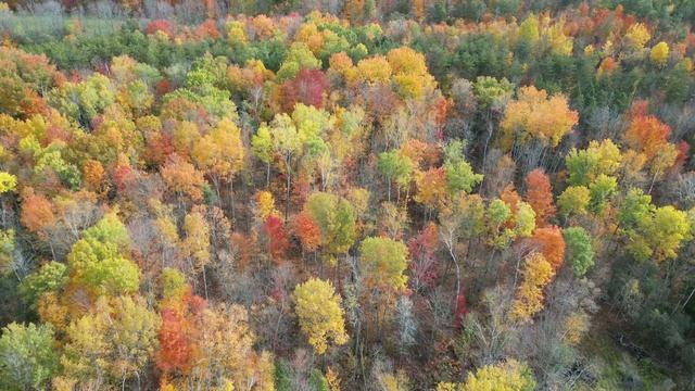 Золотая Осень. Видео с Дрона.