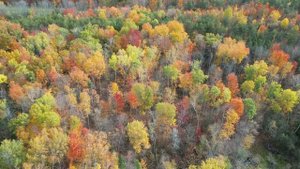 Золотая Осень. Видео с Дрона.