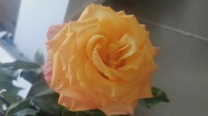 23 и 24.09. На работе пою. К мамочке иду.  С вами разговариваю.