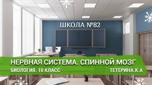 Спинной мозг. Биология 10 класс. Тетерина.К.А