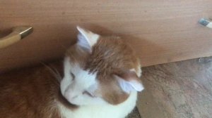 Приехал кот Марти