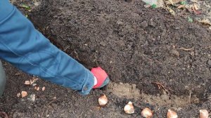 Тюльпаны. Посадка