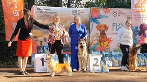 21.09.2025, СПб. Клуб "СПбЦВЕО" (РКФ, РФСС). Выставка собак САС 1 группы FCI