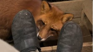 Лиса-Алиса. Лис Игнис и ботинки