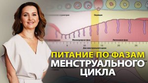 Питание по фазам менструального цикла