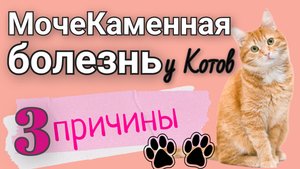 Мочекаменная Болезнь у Котов (МКБ). Причины.