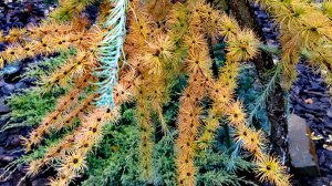 Подготовка сада РЕДКИХ ХВОЙНЫХ растений к зиме! Часть 1🔥2.11.2025Г #сад #дача #garden #хобби