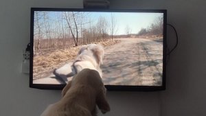 Ахиллес смотрит о голденах VID_20251102_160704