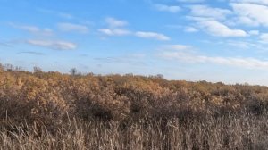 Натаскиваю щенка