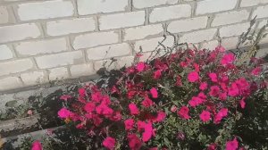 25 .09. ч.1. Отдыхаю и кайфую.....на даче.