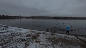 Озеро, утки