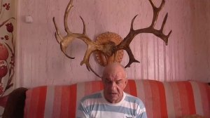 Баюткан  - дикий или домашний олень