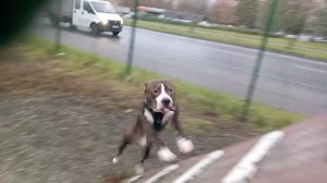 Американский  терьер 1 ГОД 20251020