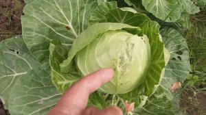 Как подвязывать огурцы растущие в грунте.Сладкий горох