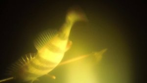 Подводная охота на Калининской АЭС.