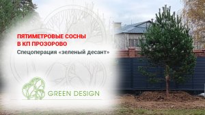 5-ти метровые сосны в КП Прозорово