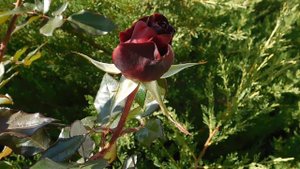 03=11=2025  ник  КМР (46)