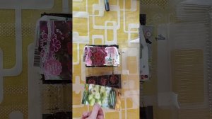 Петунии посеяла(04.11.25)