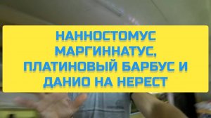 НАННОСТОМУС МАРГИННАТУС, ПЛАТИНОВЫЙ БАРБУС И ДАНИО НА НЕРЕСТ
