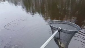 Рефтинское водохранилище.
Начало Ноября .Щуки и окуни .