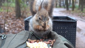 Белки. Зарисовка