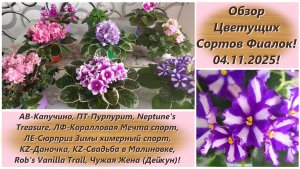 Обзор Цветущих Сортов Фиалок! 04.11.2025!