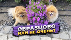 Краснодар, МКР Образцово, Парк Флагманский. Гуляем с собаками